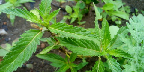 dew on the leaves of a plant