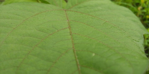 close up of green leaf