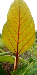 green leaf on a green background
