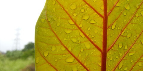 autumn leaf with water drops