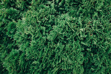 Abstract green thuja texture. Nature background. Top view.