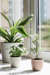 Green home houseplants on window sill in real room interior in natural light