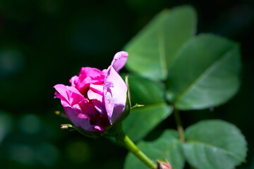 Bud of a red rose. Flowering bush.