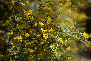 spring yellow bloom