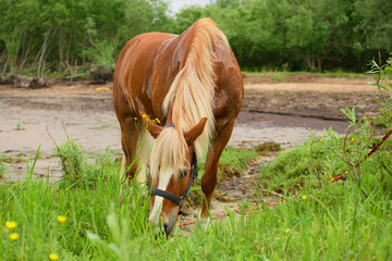 The hungry red horse with the blue halter is standing on the beach.