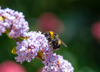 A White-tailed Bumblebee (Bombus lucorum)