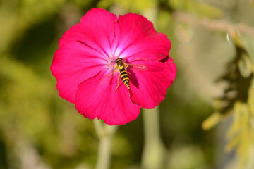 Close up of Rose Campion flowerhead with pollinating hoverfly