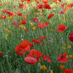 red poppies in the wild flower field