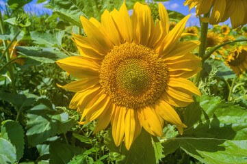 a Yellow blooming sunflower on a field