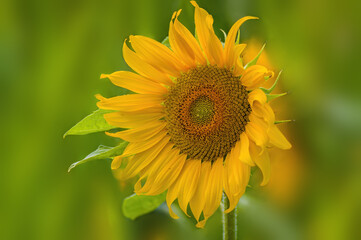 a Yellow blooming sunflower on a field
