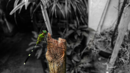 colored resting moment