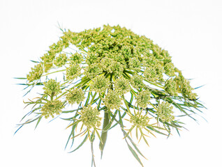 carrot flowers on the white