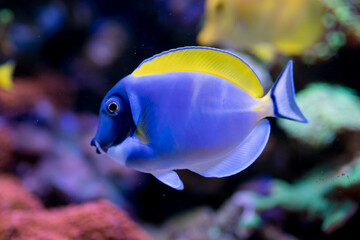 Acanthurus leucosternon in Home Coral reef aquarium. Selective focus.
