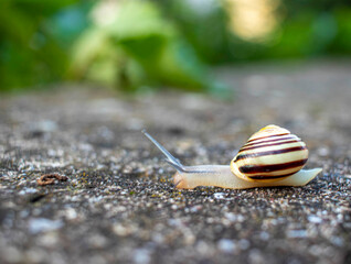 Junge Garten-Bänderschnecke nach Regen