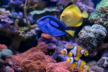 Paracanthurus hepatus, Blue tang, Amphiprion percula , red sea fish,  in Home Coral reef aquarium. Selective focus.
