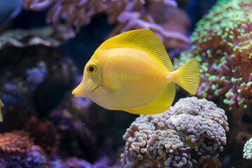 Zebrasoma flavescens  in Home Coral reef aquarium. Selective focus.