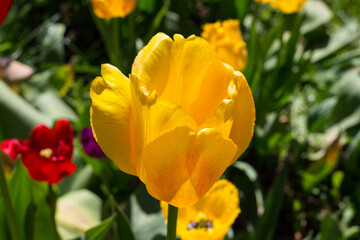 Fototapeta premium Yellow Tulip (Latin Túlipa) with red veins . Leningrad region.Russia.