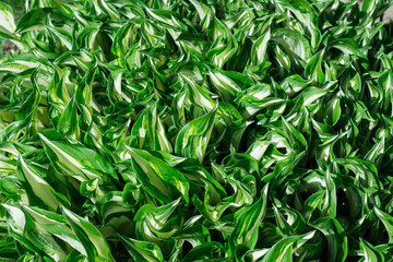 many Hosta leaves (lat. hósta) with white-green leaves. Leningrad region.Russia.