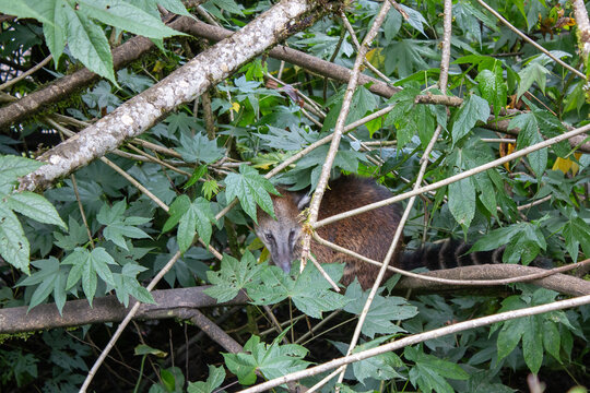nasua (Nasuella olivacea) or coati hidden in the bushes 