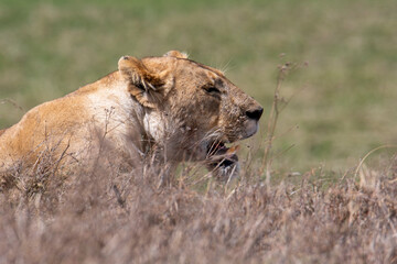 Fototapeta na wymiar Lion female in bushes - Ngorongoro national park, Tanzania 