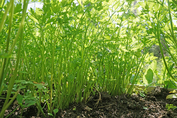 Young parsley on a garden