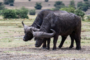 Fototapeta premium Buffalo in the Ngorongoro National Park, Tanzania 