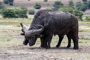 Fototapeta premium Buffalo in the Ngorongoro National Park, Tanzania 