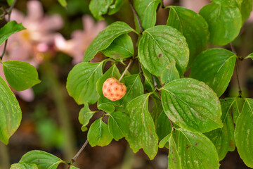 Immature fruit of kousa dogwood (Benthamidia japonica
syn. Cornus kousa) in Japan at the end of July