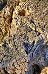 Weathered tree trunk as a simple nature background.