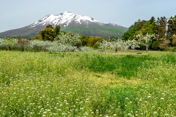 【青森県弘前市岩木山麓】残雪光る岩木山とりんごの花満開のりんご園