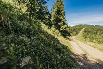 A tree on a dirt road