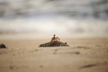 giraffe on the beach