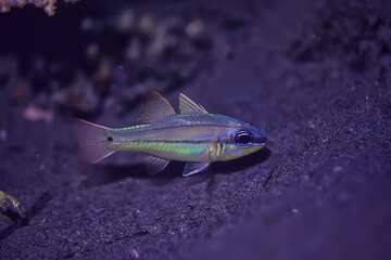 coral reef underwater / sea coral lagoon, ocean ecosystem