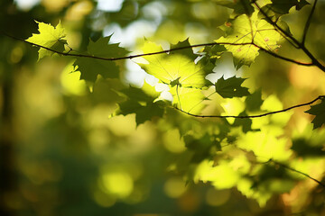 summer park background / nature trees green leaves, abstract background summer view