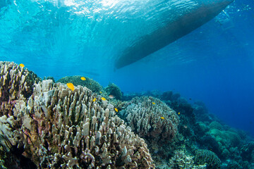 coral reef with fish and boat