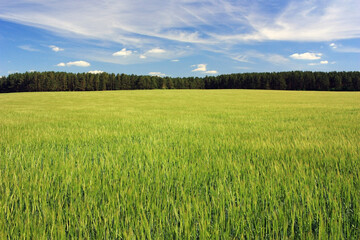 Green ears of wheat in the field