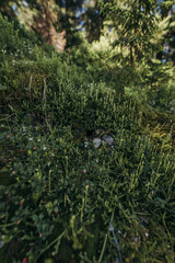 A close up of a tree