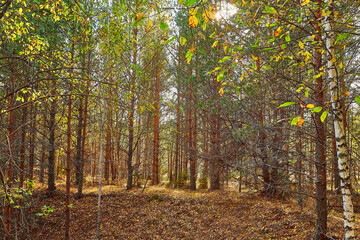 Fototapeta premium Landscape with forest and trees in it in summer or autumn day.
