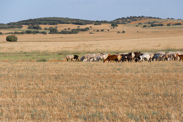 Fototapeta na wymiar Campo seco con ganado buscando pasto.