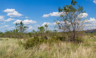 Summer steppe landscape. Landscape in kazakhstan. Kazakh steppe. Blue sky. Yellow grass. Panorama. Forest Steppe. Green trees