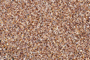 beach tropical sea shore. broken shells many shells natural texture