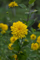 yellow flowers on a green background