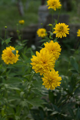 yellow flowers in the garden