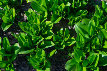 Green red leaf texture background close up. Nature concept.