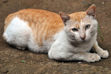 
animals, domestic animals, cats, domestic cats, white, yellow, brown, black, gray