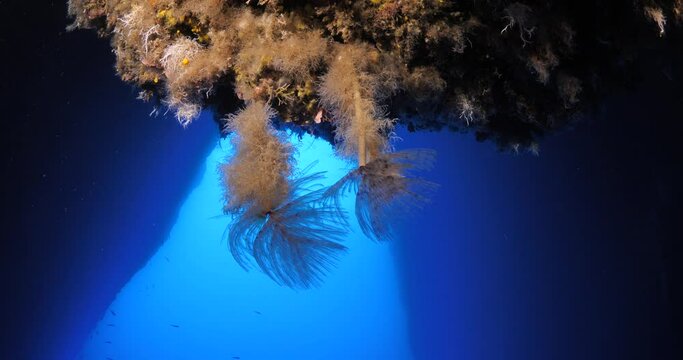 tubeworm scenery underwater open wings and collecting particles in water fan worm ocean scenery