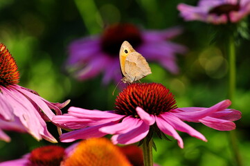 Schmetterling / Falter auf Echinacea