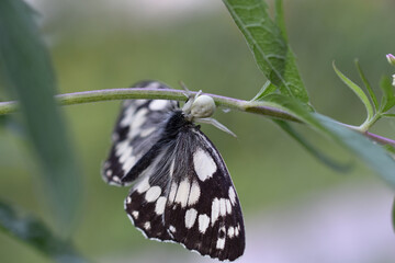 Veränderliche Krabbenspinne, Misumena vatia, frisst Schachbrett, Melanargia galathea, Natur im...
