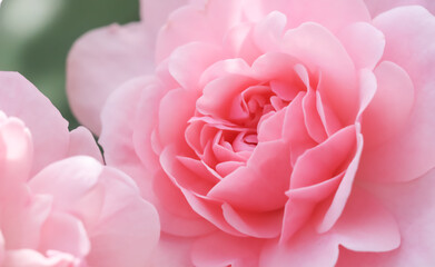 Beautiful pink roses Bonica. Perfect for background of greeting cards for birthday, Valentine's Day and Mother's Day