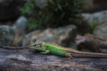 green lizard on a tree